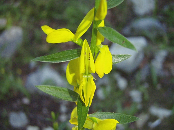 Genista tinctoria